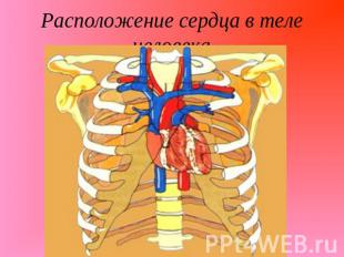 Расположение сердца в теле человека