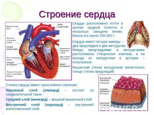 Строение сердца Сердце расположено почти в центре грудной полости и несколько см