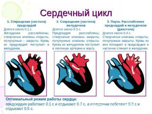 Сердечный цикл 1. Сокращение (систола) предсердийДлится около 0.1 с.Желудочки ра