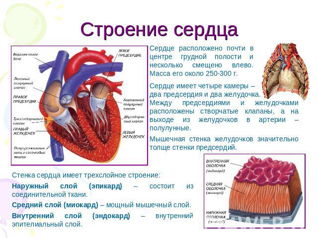 Строение сердца Сердце расположено почти в центре грудной полости и несколько смещено влево. Масса его около 250-300 г.Сердце имеет четыре камеры –два предсердия и два желудочка.Между предсердиями и желудочками расположены створчатые клапаны, а на в…