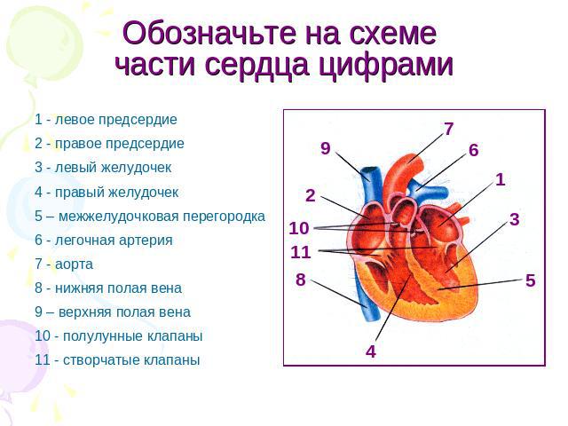 Обозначьте на схеме части сердца цифрами 1 - левое предсердие2 - правое предсердие3 - левый желудочек4 - правый желудочек5 – межжелудочковая перегородка6 - легочная артерия 7 - аорта8 - нижняя полая вена9 – верхняя полая вена10 - полулунные клапаны1…