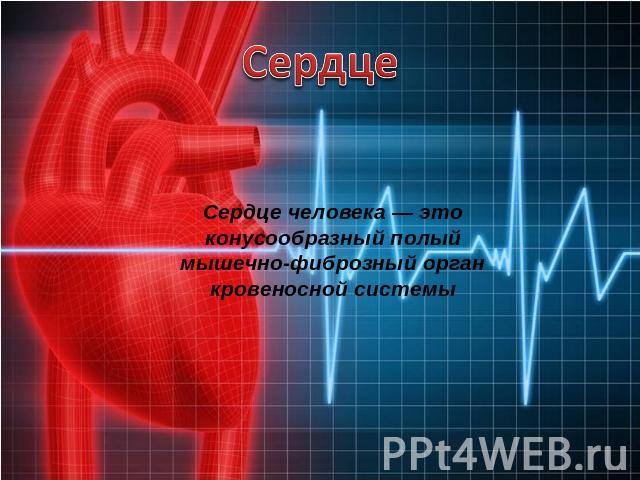 Сердце Сердце человека — это конусообразный полый мышечно-фиброзный орган кровеносной системы