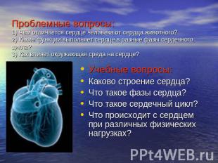 Проблемные вопросы:1) Чем отличается сердце человека от сердца животного?2) Каки