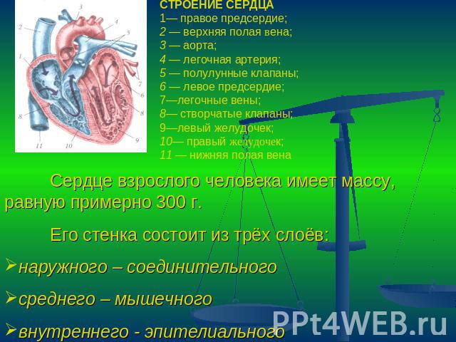 СТРОЕНИЕ СЕРДЦА1— правое предсердие;2 — верхняя полая вена;3 — аорта;4 — легочная артерия; 5 — полулунные клапаны;6 — левое предсердие;7—легочные вены;8— створчатые клапаны;9—левый желудочек;10— правый желудочек;11 — нижняя полая венаСердце взрослог…