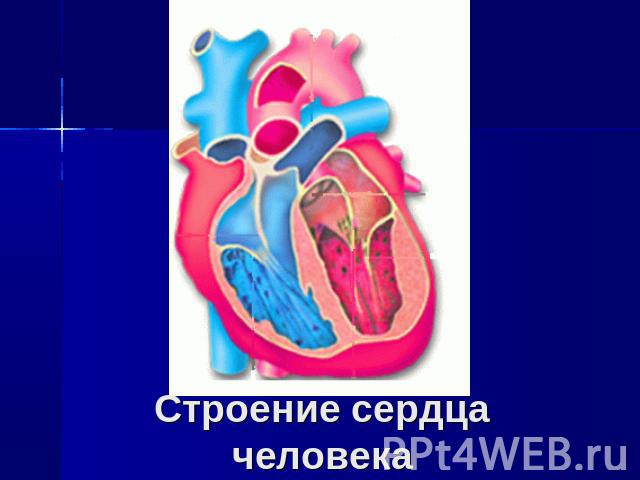 Строение сердца человека