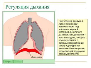 Регуляция дыхания Поступление воздуха в лёгкие происходит автоматически под влия