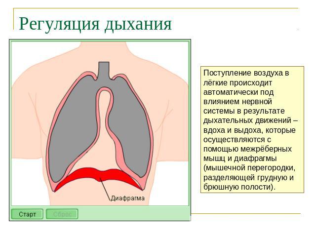Регуляция дыхания Поступление воздуха в лёгкие происходит автоматически под влиянием нервной системы в результате дыхательных движений – вдоха и выдоха, которые осуществляются с помощью межрёберных мышц и диафрагмы (мышечной перегородки, разделяющей…