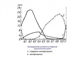 Распределение активности нейронов в дыхательном цикле1 – «среднего» инспираторно