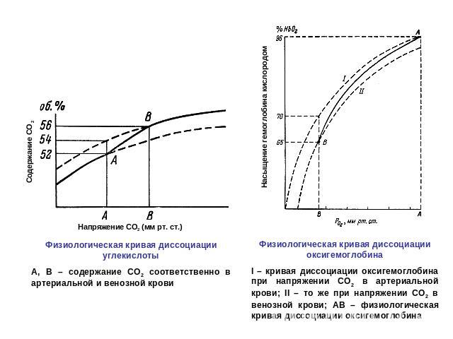 Физиологическая кривая диссоциации углекислотыА, В – содержание СО2 соответственно в артериальной и венозной кровиФизиологическая кривая диссоциации оксигемоглобинаI – кривая диссоциации оксигемоглобина при напряжении СО2 в артериальной крови; II – …