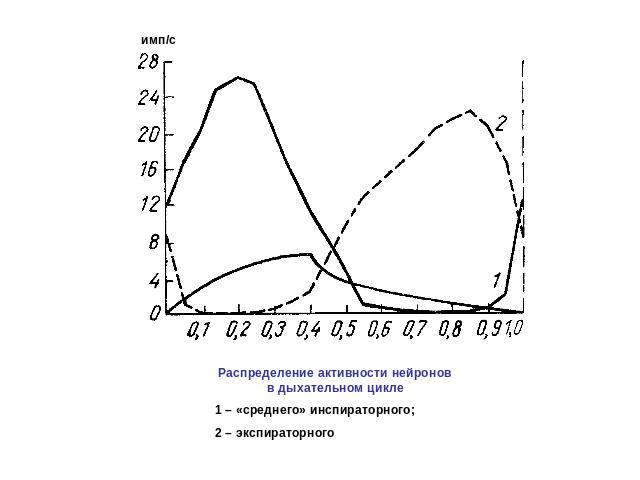 Распределение активности нейронов в дыхательном цикле1 – «среднего» инспираторного;2 – экспираторного