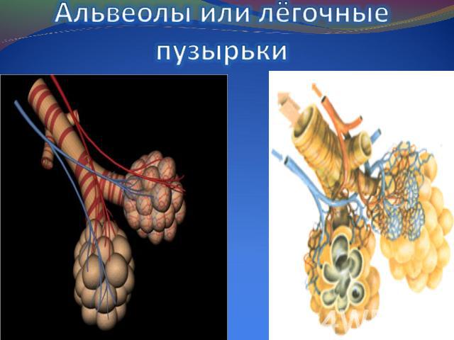 Альвеолы или лёгочные пузырьки