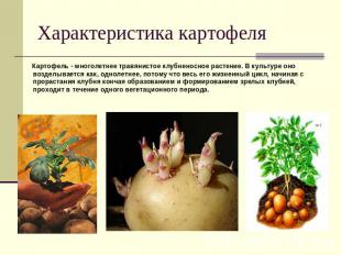 Характеристика картофеля Картофель - многолетнее травянистое клубненосное растен
