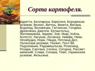 Сорта картофеля. Адретта, Беллароза, Берегиня, Бородянска розовая, Велокс, Витяз
