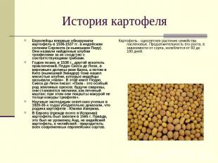 История картофеля Европейцы впервые обнаружили картофель в 1536-1537 гг. в индей