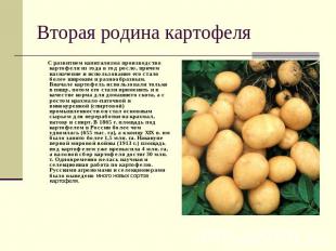 Вторая родина картофеля С развитием капитализма производство картофеля из года в