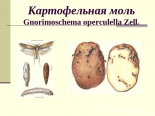 Картофельная мольGnorimoschema operculella Zell.