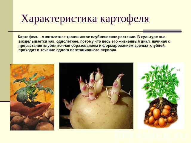 Характеристика картофеля Картофель - многолетнее травянистое клубненосное растение. В культуре оно возделывается как, однолетнее, потому что весь его жизненный цикл, начиная с прорастания клубня кончая образованием и формированием зрелых клубней, пр…