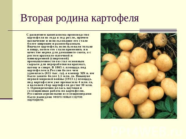 Вторая родина картофеля С развитием капитализма производство картофеля из года в год росло, причем назначение и использование его стало более широким и разнообразным. Вначале картофель использовали только в пищу, потом его стали применять и в качест…