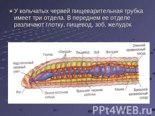 У кольчатых червей пищеварительная трубка имеет три отдела. В переднем ее отделе