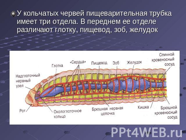 У кольчатых червей пищеварительная трубка имеет три отдела. В переднем ее отделе различают глотку, пищевод, зоб, желудок