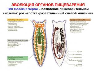 ЭВОЛЮЦИЯ ОРГАНОВ ПИЩЕВАРЕНИЯТип Плоские черви – появление пищеварительной систем