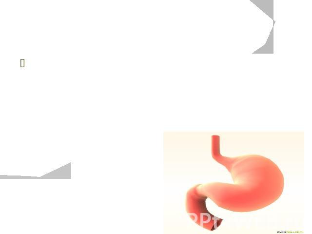 Пищеварение в желудке Желудок - это часть пищеварительной системы. Он лежит под диафрагмой. Своей вершиной желудок соединяется с пищеводом (трубкой для проведения пищи).