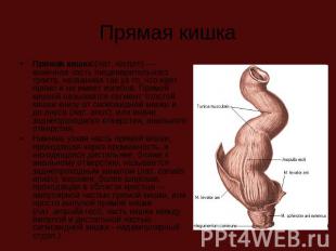 Прямая кишка Прямая кишка (лат. rectum) — конечная часть пищеварительного тракта