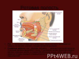 Ротовая полость Рот — телесное отверстие у животных, через которое принимается п