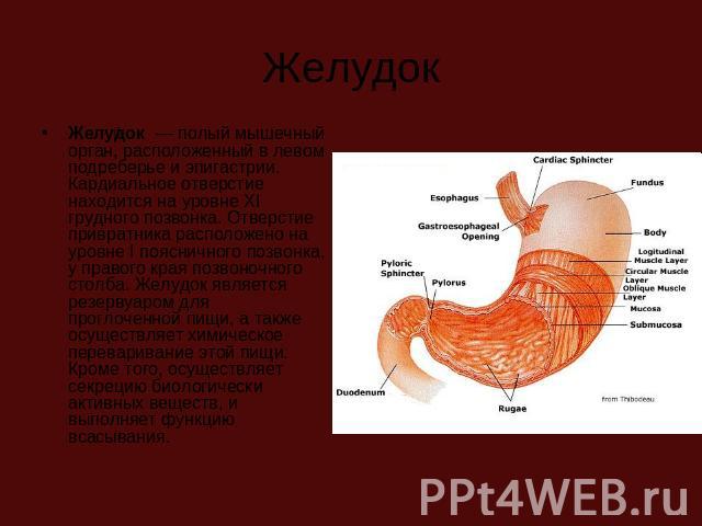 Желудок Желудок  — полый мышечный орган, расположенный в левом подреберье и эпигастрии. Кардиальное отверстие находится на уровне XI грудного позвонка. Отверстие привратника расположено на уровне I поясничного позвонка, у правого края позвоночного с…