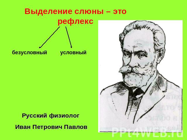 Выделение слюны – это рефлексРусский физиолог Иван Петрович Павлов