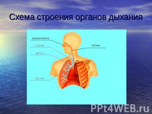 Схема строения органов дыхания