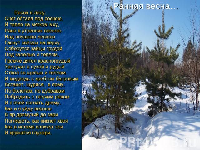 Ранняя весна… Весна в лесу. Снег обтаял под сосною, И тепло на мягком мху, Рано в утренник весною Над опушкою лесною Гаснут звёзды на верху. Соберутся зайцы грудой Под капелью и теплом, Громче дятел красногрудый Застучит в сухой и рудый Ствол со щел…