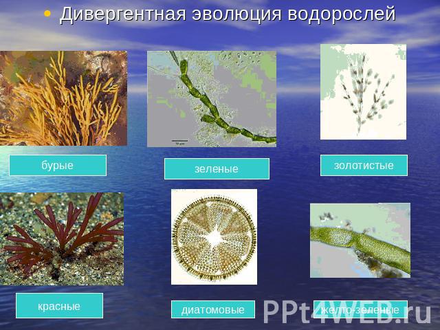 Дивергентная эволюция водорослей