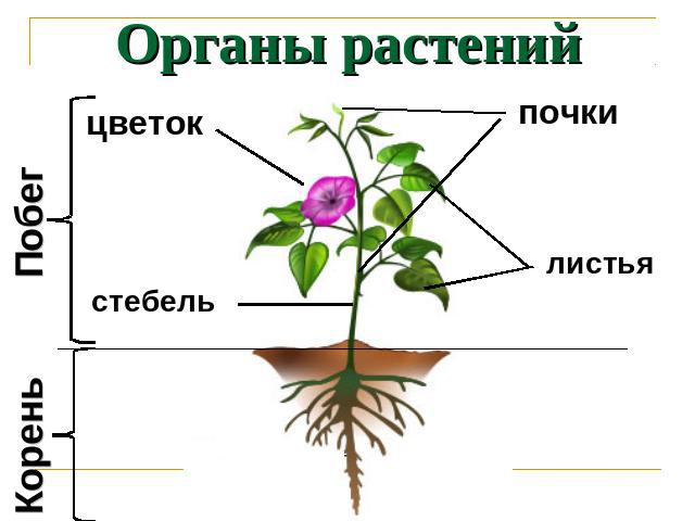 Органы растений