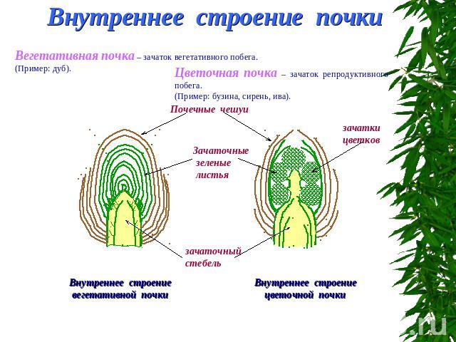 Внутреннее строение почки Вегетативная почка – зачаток вегетативного побега. (Пример: дуб). Цветочная почка – зачаток репродуктивного побега. (Пример: бузина, сирень, ива). Внутреннее строение вегетативной почки Внутреннее строение цветочной почки