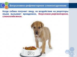 Безусловно-рефлекторное слюноотделение Когда собака получает пищу, ее воздействи