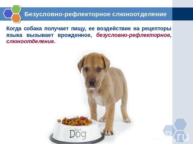 Безусловно-рефлекторное слюноотделение Когда собака получает пищу, ее воздействие на рецепторы языка вызывает врожденное, безусловно-рефлекторное, слюноотделение.