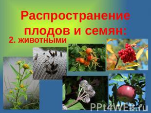 Распространение плодов и семян: 2. животными