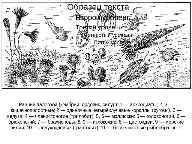 Ранний палеозой (кембрий, ордовик, силур): 1 — археоциаты; 2, 3 — кишечнополостные; 2 — одиночные четырёхлучевые кораллы (ругозы), 3 — медуза; 4 — членистоногие (трилобит); 5, 6 — моллюски: 5 — головоногий, 6 — брюхоногий; 7 — брахиоподы; 8, 9 — игл…