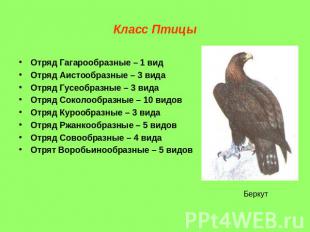 Класс Птицы Отряд Гагарообразные – 1 вид Отряд Аистообразные – 3 вида Отряд Гусе