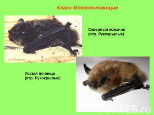 Класс Млекопитающие Северный кожанок (отр. Рукокрылые) Усатая ночница (отр. Руко