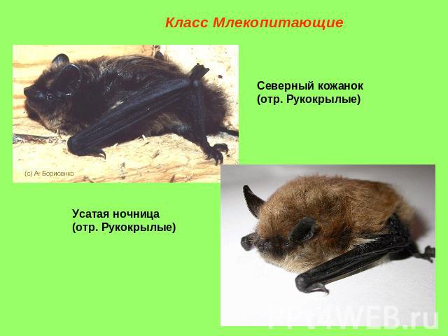 Класс Млекопитающие Северный кожанок (отр. Рукокрылые) Усатая ночница (отр. Рукокрылые)