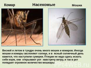 Комар Насекомые Мошка Весной и летом в тундре очень много мошек и комаров. Иногд