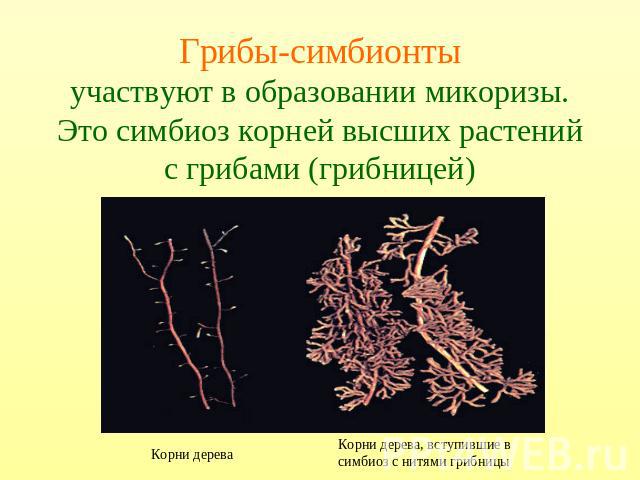Грибы-симбионтыучаствуют в образовании микоризы. Это симбиоз корней высших растений с грибами (грибницей)