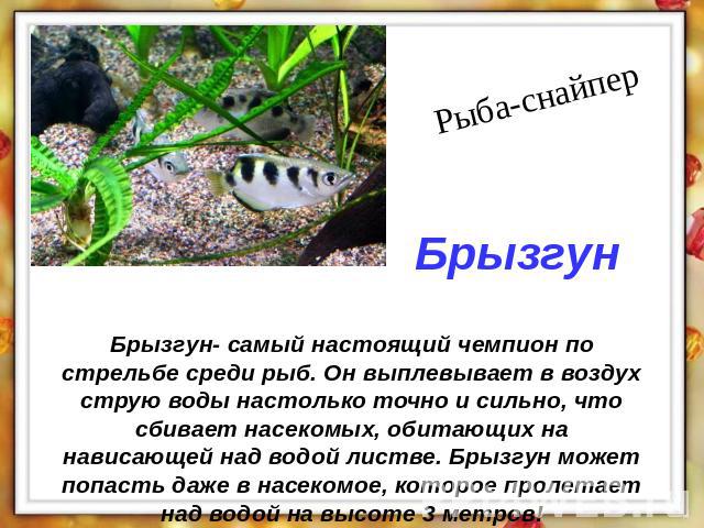 Рыба-снайпер Брызгун Брызгун- самый настоящий чемпион по стрельбе среди рыб. Он выплевывает в воздух струю воды настолько точно и сильно, что сбивает насекомых, обитающих на нависающей над водой листве. Брызгун может попасть даже в насекомое, которо…