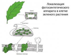 Локализация фотосинтетического аппарата в клетке зеленого растения