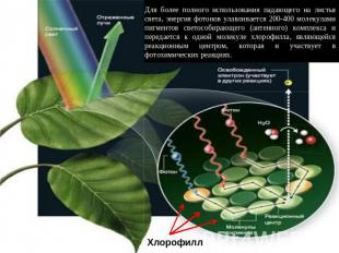 Для более полного использования падающего на листья света, энергия фотонов улавл
