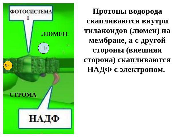 Протоны водорода скапливаются внутри тилакоидов (люмен) на мембране, а с другой стороны (внешняя сторона) скапливаются НАДФ с электроном.
