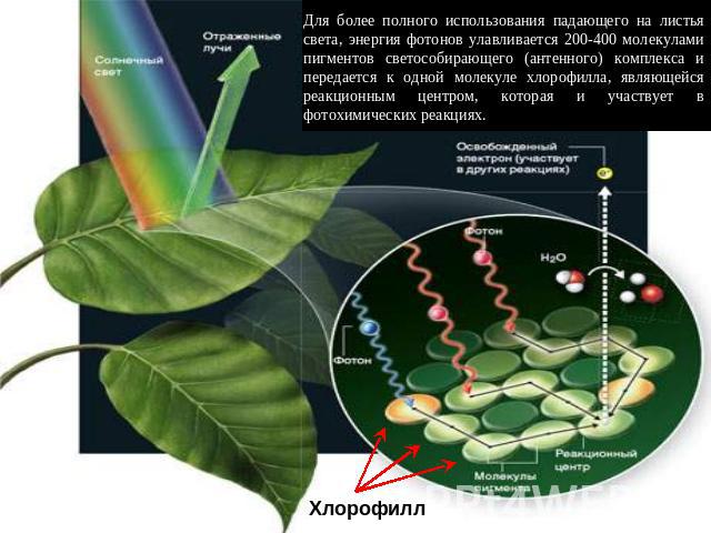 Для более полного использования падающего на листья света, энергия фотонов улавливается 200-400 молекулами пигментов светособирающего (антенного) комплекса и передается к одной молекуле хлорофилла, являющейся реакционным центром, которая и участвует…