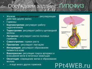 Обсуждаем задание: ГИПОФИЗ Железа внутренней секреции, регулирующая действие дру
